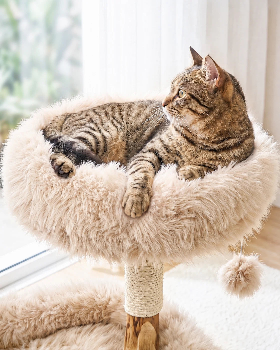 Spacious for Cats