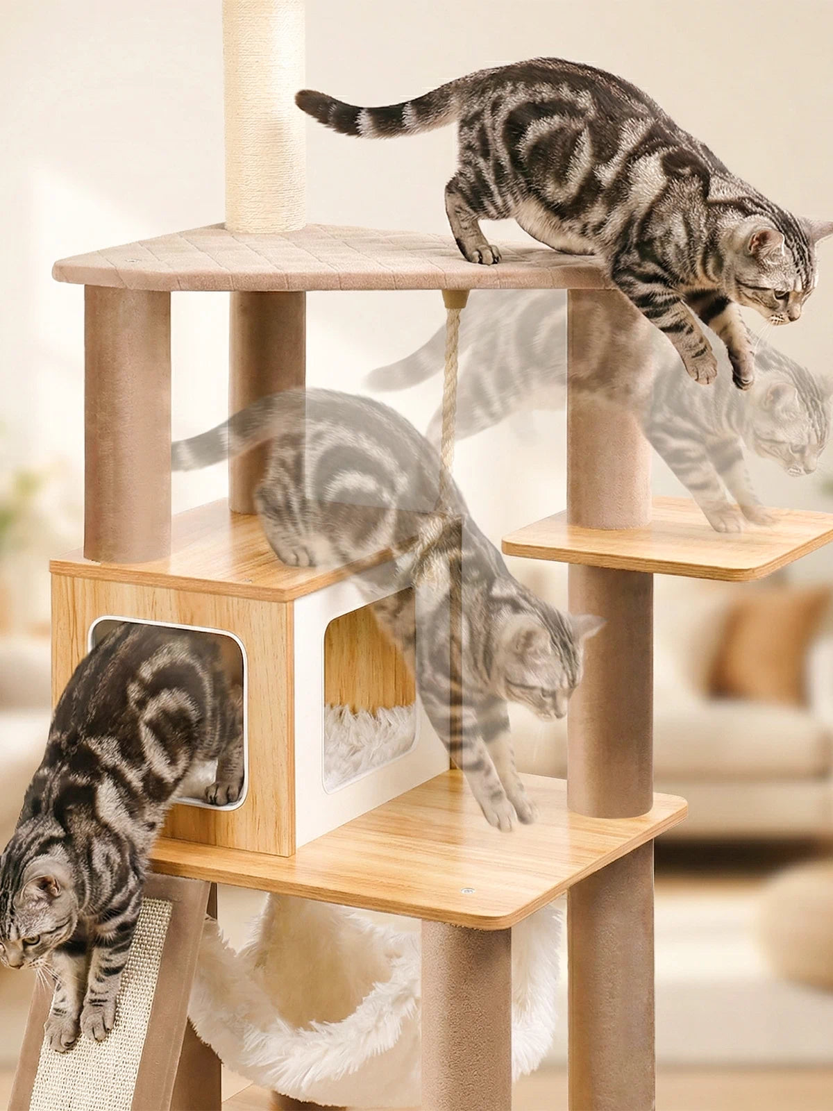 Supporting Feline Joints, Weight, and the Need to Stretch