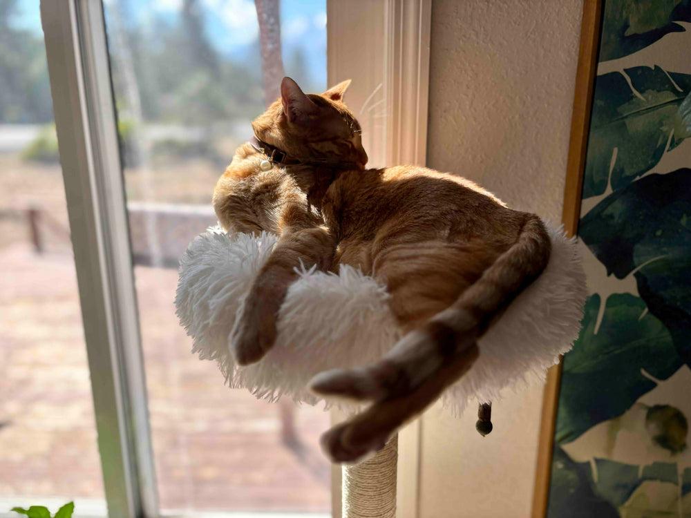 Daily_Meowcuterie